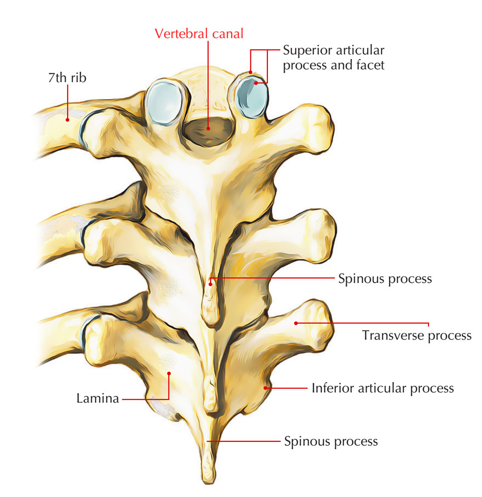 stenoza kanału kręgowego - Stenoza kanału kręgowego odcinka lędźwiowego- wszystko, co powinniście o niej wiedzieć