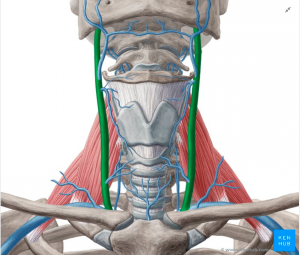 jugular vein 300x255 - Objawy niestabilności czaszkowo-szyjnej- od bólu głowy do problemów z żołądkiem!